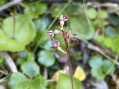 Neottia cordata