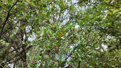 Phyllocladus trichomanoides