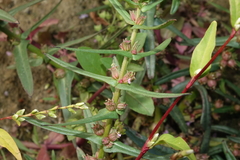 Ammannia robusta