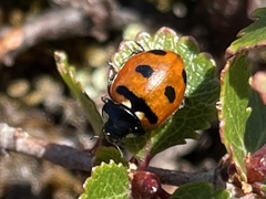 Coccinella transversoguttata