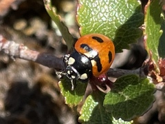 Coccinella transversoguttata
