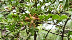 Phyllocladus trichomanoides