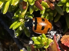 Coccinella transversoguttata
