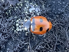 Coccinella transversoguttata