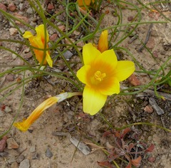 Romulea tortuosa aurea