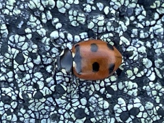Coccinella transversoguttata