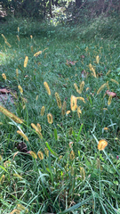 Setaria pumila