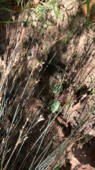Juncus patens