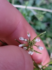 Cardamine occulta