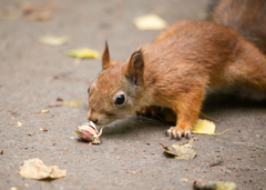 Sciurus vulgaris