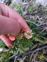 Cardamine occulta