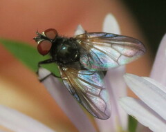 Phasia