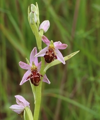 Ophrys apifera