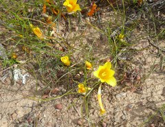 Romulea tortuosa aurea