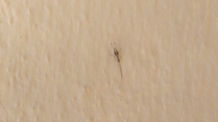 Lantanophaga pusillidactylus