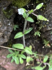 Cerastium fontanum