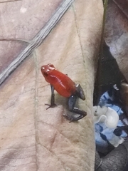 Oophaga pumilio