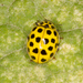 22-spot Ladybird - Photo (c) Jon J. Laysell, some rights reserved (CC BY-NC), uploaded by Jon J. Laysell