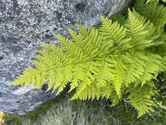 Dryopteris expansa