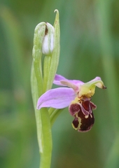 Ophrys apifera