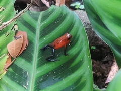 Oophaga pumilio