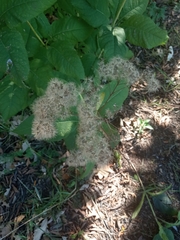 Eutrochium purpureum