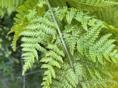 Dryopteris expansa