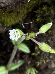Cerastium fontanum
