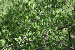 Forestiera angustifolia