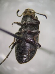 Blapstinus