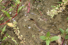Thamnophis radix