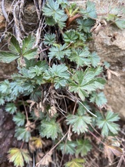 Potentilla crantzii