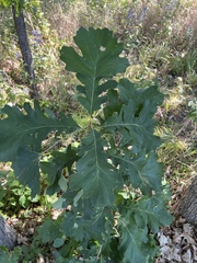 Quercus