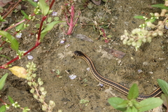 Thamnophis radix