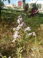 Symphyotrichum oolentangiense