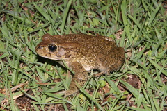 Sclerophrys capensis