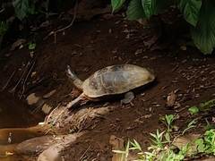 Rhinoclemmys funerea