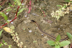 Thamnophis radix