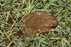 Sclerophrys capensis