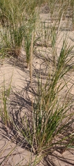 Ammophila breviligulata