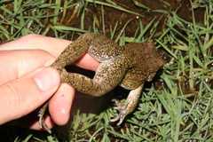 Sclerophrys capensis