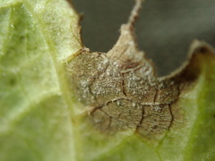 Peronospora corollae