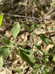 Platyphora congregata