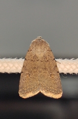 Caradrina