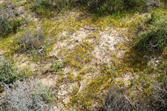 Romulea tortuosa aurea