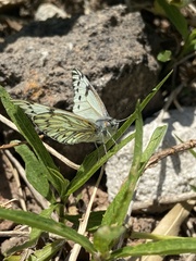 Tatochila