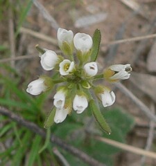 Tomostima cuneifolia