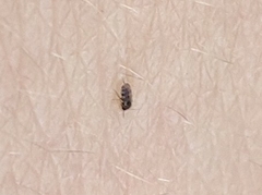 Chironomoidea