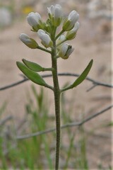 Tomostima cuneifolia