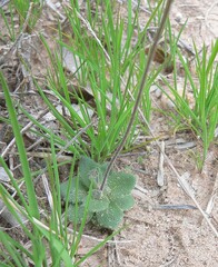 Tomostima cuneifolia